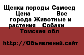 Щенки породы Самоед › Цена ­ 20 000 - Все города Животные и растения » Собаки   . Томская обл.